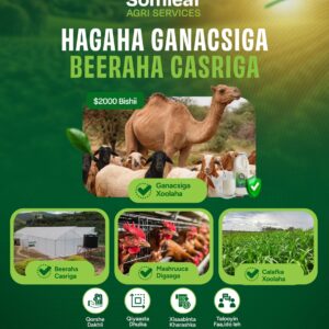 HAGAHA GANACSIGA BEERAHA CASRIGA